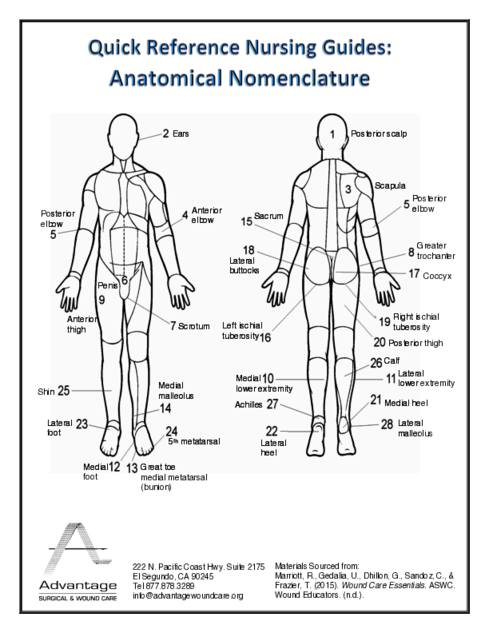 Anatomical Nomenclature